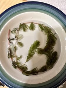 Sample of Eurasian Water-Milfoil