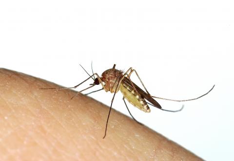 Mosquito Biting Human - Lake Lucerne Advancement Association