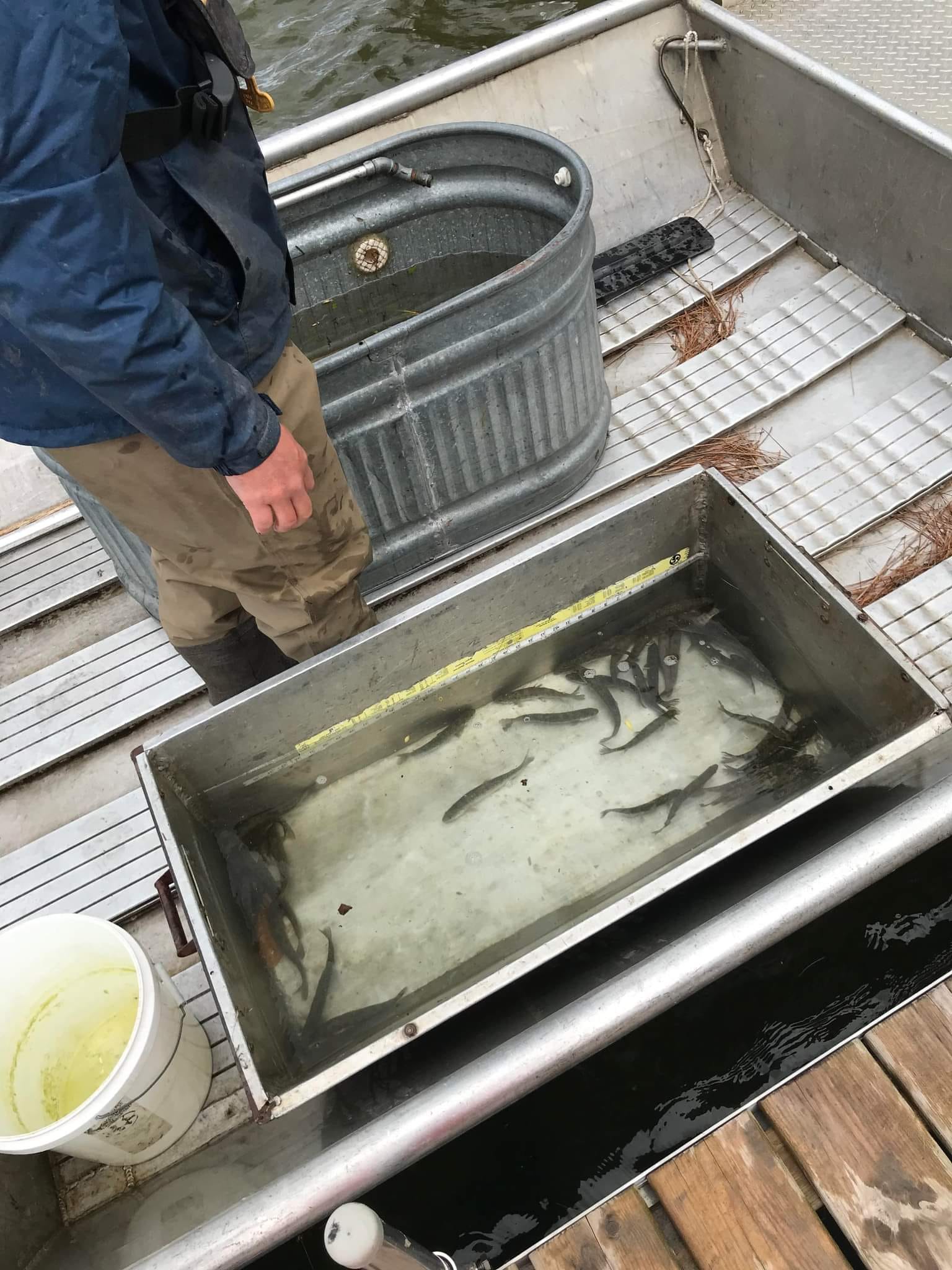 Lake Lucerne Stocked with 10,000 Trout Lake Lucerne Advancement